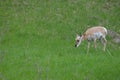 Pronghorn Royalty Free Stock Photo