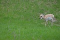 Pronghorn Royalty Free Stock Photo