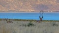 Pronghorn on a prairie near Utah Lake and mountain Royalty Free Stock Photo