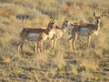 Life of the herd, pronghorn, antelope Royalty Free Stock Photo