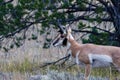 Pronghorn Royalty Free Stock Photo