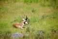 Pronghorn Rests in Meadow