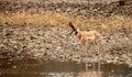 Pronghorn on the River Royalty Free Stock Photo