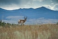 Pronghorn Sentry Royalty Free Stock Photo