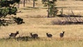 Pronghorn Sheep in Custer State Park, SD