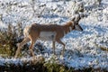 Pronghorn Sheep near the Lamar River Stock Cutoff Trail parking lot