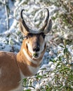 Pronghorn Sheep near the Lamar River Stock Cutoff Trail parking lot