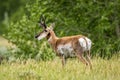 Pronghorn Sheep in Wyoming