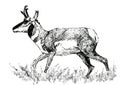 Pronghorn sketch Royalty Free Stock Photo