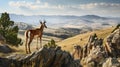 Pronghorn Antelope Overlooking Mountain Valley