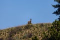 Pronghorn standing on the horizon Royalty Free Stock Photo