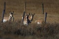 Pronghorn stare down
