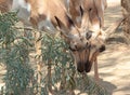 Pronghorn Twins Royalty Free Stock Photo