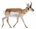 A Pronghorn Walking on a solid white empty space, towards the camera Royalty Free Stock Photo