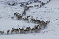 Pronghorn in Winter Wyoming-Colorado Border Royalty Free Stock Photo