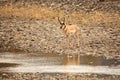 Pronghorn in Yellowstone National Park Royalty Free Stock Photo