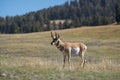 Pronghorn Antelope with Fall Background in Yellowstone National Park Royalty Free Stock Photo