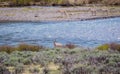 Pronghorns by the river Royalty Free Stock Photo