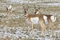 Pronhorn Females