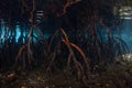 Prop Roots and Clear Water in Raja Ampat Mangrove Forest