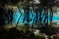 Prop Roots in Raja Ampat Blue Water Mangrove