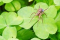 Propagate of spider 2 Royalty Free Stock Photo