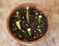 Propagate variegated sansevieria cylindrica straight snake plant from cuttings