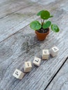 Propagated ancake plant or pilea peperomioides in a small terracota pot