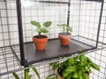 Propagated pilea peperomioides or pancake plants