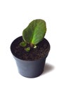 Propagating African violets Royalty Free Stock Photo