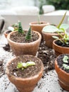 Propagating a aloe vera from cuttings Royalty Free Stock Photo