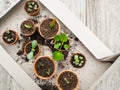 Propagating multiple succulents from cuttings in small terracotta pots on a wooden table Royalty Free Stock Photo