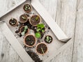 Propagating multiple succulents from cuttings in small terracotta pots Royalty Free Stock Photo