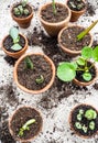 Propagating multiple succulents from cuttings in small terracotta pots Royalty Free Stock Photo