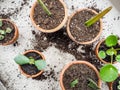 Propagating multiple succulents from cuttings in small terracotta pots Royalty Free Stock Photo