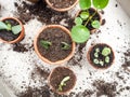 Propagating multiple succulents from cuttings in small terracotta pots on a wooden table Royalty Free Stock Photo