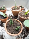 Propagating multiple succulents from cuttings in small terracotta pots Royalty Free Stock Photo