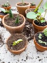 Propagating multiple succulents from cuttings in small terracotta pots Royalty Free Stock Photo