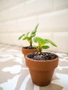 Propagating pancake plants in small terracotta pots Royalty Free Stock Photo