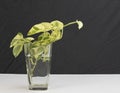 Propagating of pothos money plant from cutting in water Royalty Free Stock Photo