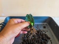 Propagating sanseveria snake plant from a single leaf Royalty Free Stock Photo