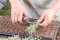 Propagating small rosemary plants with growth hormone in the container Royalty Free Stock Photo