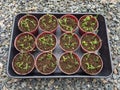 Propagating a string of Dolphins Senecio peregrinus from stem cuttigns in a small pots