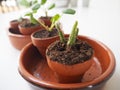 Propagating succulents and cacti in small terracotta Royalty Free Stock Photo