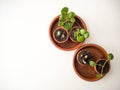Propagating succulents at home in small terracotta pots Royalty Free Stock Photo