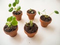 Propagating succulents in small terracotta pots Royalty Free Stock Photo