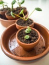 Propagating succulents in small terracotta pots Royalty Free Stock Photo