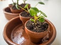 Propagating succulents such as pancake plants in small terracotta pots Royalty Free Stock Photo