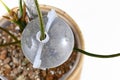 Propagation ball filled with sphagnum moss for plant air layering to let houseplant grow roots Royalty Free Stock Photo