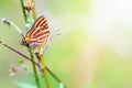 Propagation of Cigaritis Syama butterfl Royalty Free Stock Photo